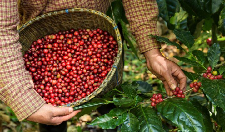 an image of excelsa coffee beans