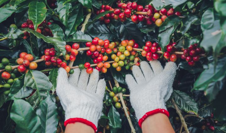 an image of a hand showcasing a fruit of coffee berry ready for harvest.

Photo source-Canva