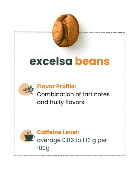 Image of excelsa beans describing flavor profile and caffeine level