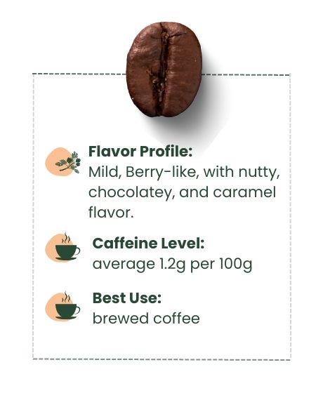 Arabica Coffee Bean's flavor profile, caffeine level and best usage